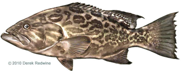ロッド Rock Sweeper 7102MLHF-TZ GROUPER IGFA Member Services
