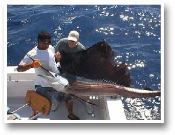 C-Tales Sportfishing Costa Rica