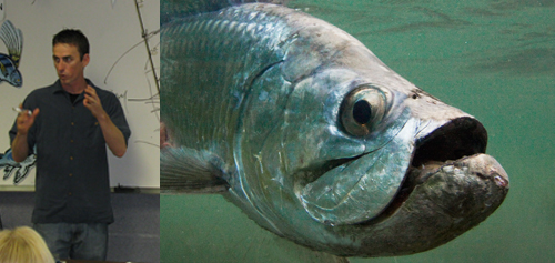 Trophy Snook and Tarpon with Capt. Shawn Fairbanks