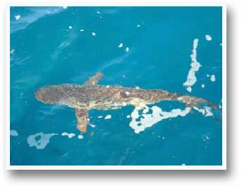Key West Extreme Adventures