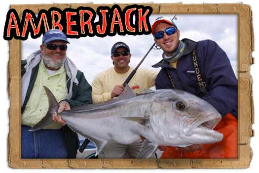 amberjack wreck