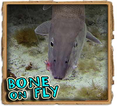 igfa bonefish