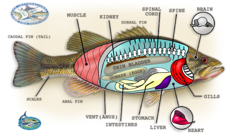 Fish dissection chart
