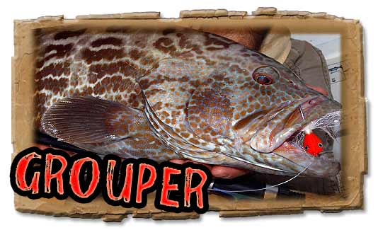 black grouper