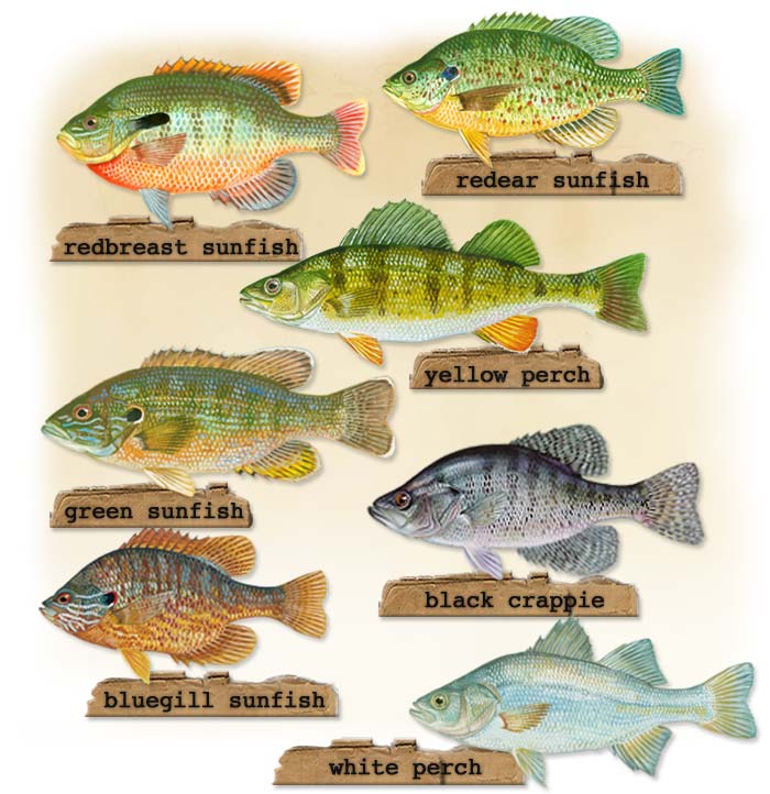 panfish guide