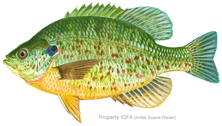 Redder Rin Fish IGFA Member Services