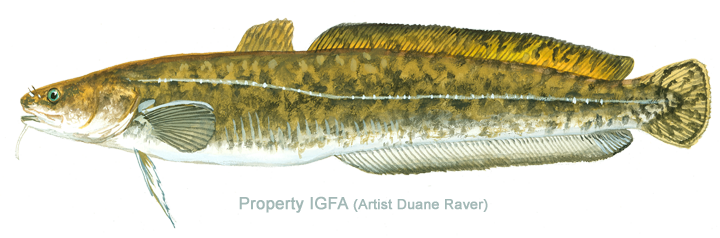 IGFA Member Services