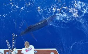 The Game Fishing Club of South Australia satellite tagged a 700 lb marlin during the 54th HIBT for the IGMR.