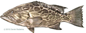 cero mackerel