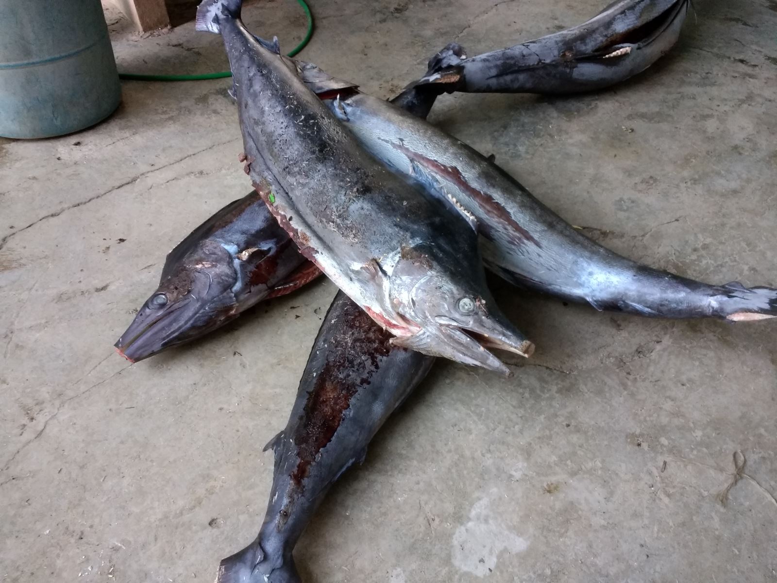billfish frozen
