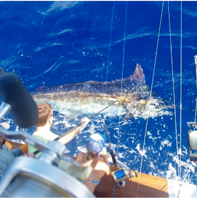 Sailfish caught during 2015 Custom Shootout