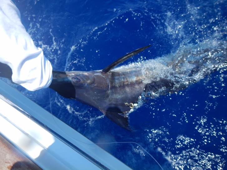 The second tag of the 2014 Abaco Islands 2014 IGMR