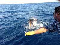 Guatemala 2013 Sailfish