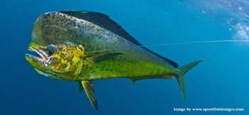 igfa mexico keep dorado off the table