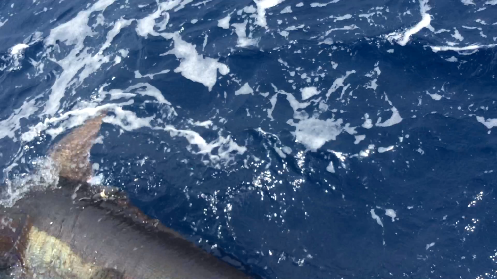 240 kg black marlin released with Team 1 Island Star's satellite tag 