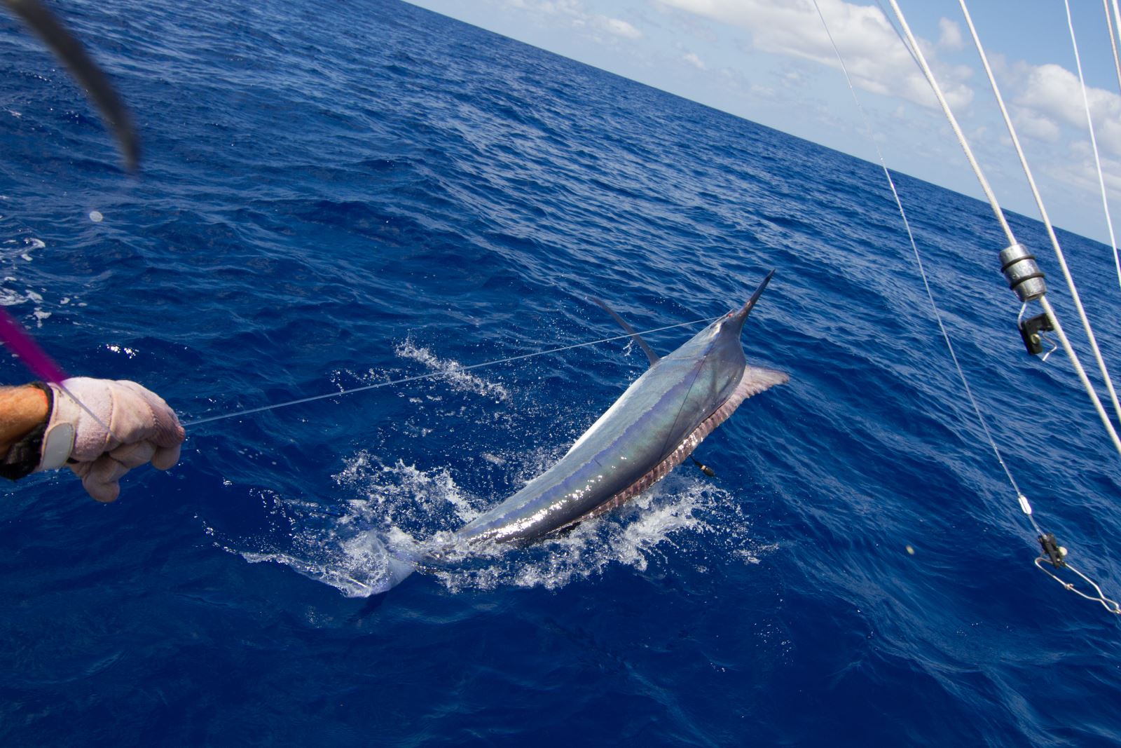 29th Lizard Island Black Marlin Classic