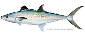 cero mackerel