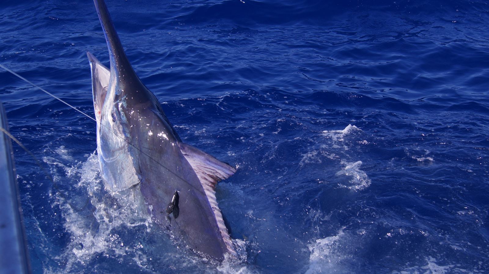 950 black marlin tagged by Little Audrey capt. Daniel Carlson