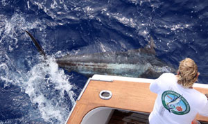 Marlin Parker tags and releases a billfish for the IGMR and Team Lae Game Fishing Club