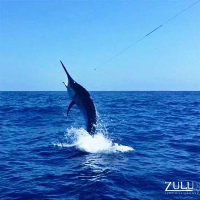 28th Lizard Island Black Marlin Classic in Cooktown, Australia